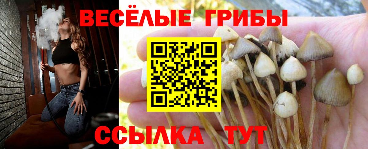 Псилоцибиновые грибы Psilocybe Новокубанск