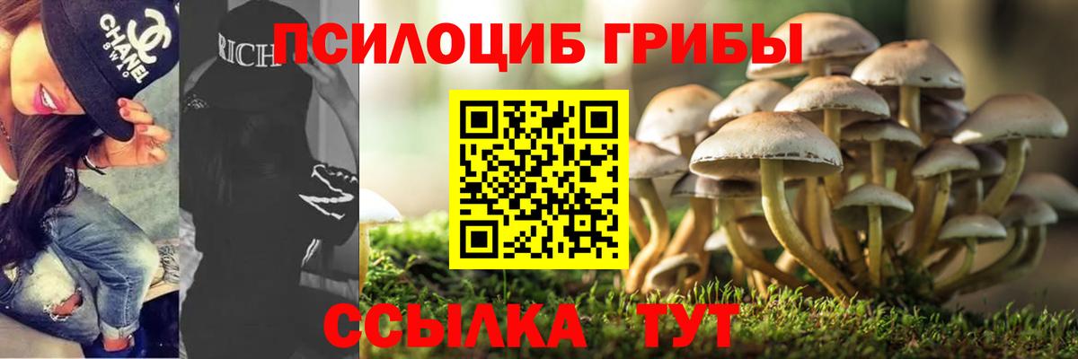 закладка  Новокубанск  Псилоцибиновые грибы Psilocybe 